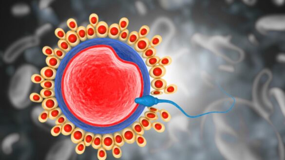 las-anomalias-geneticas-mas-graves-de-ovulos-y-espermatozoides-se-detectan-pocas-horas-despues-de-la-fecundacion