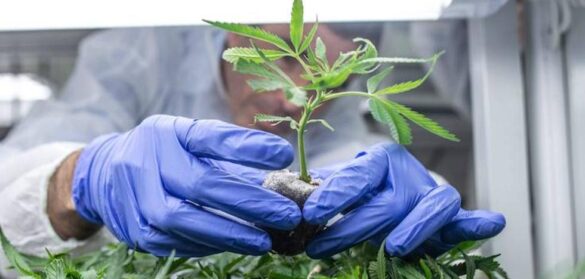 el-congreso-estudia-si-espana-deberia-legalizar-el-uso-medico-del-cannabis