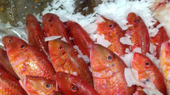 merluza,-sargo,-pulpo…-¿que-pescados-estan-de-temporada-en-julio?
