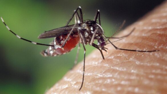 ¿que-es-el-virus-del-nilo-occidental?-como-se-contagia,-cuales-son-sus-sintomas-y-como-puede-tratarse