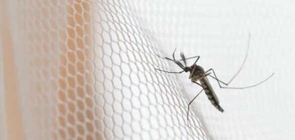 ¿que-enfermedades-pueden-transmitirnos-los-mosquitos-si-nos-vamos-de-viaje?