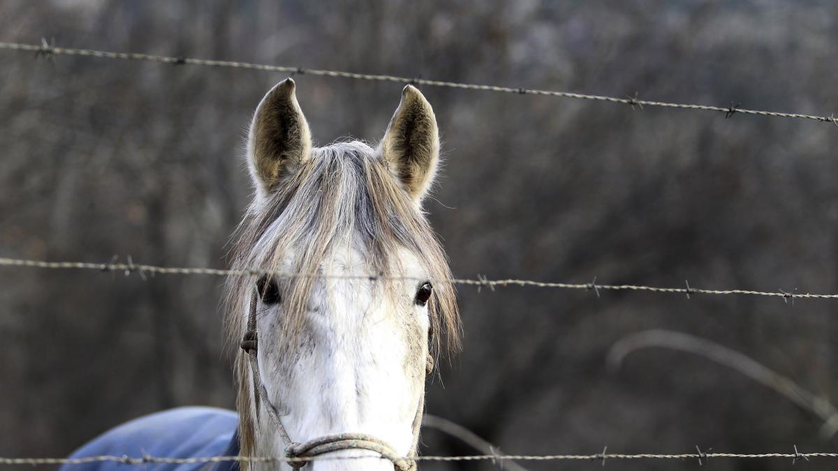 «No eres un caballo»: así advierte la FDA del uso de medicamentos para ganado contra la covid-19