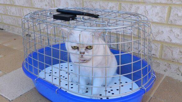los-gatos,-los-grandes-ausentes-en-el-veterinario:-por-que-sus-duenos-no-los-llevan-y-que-peligros-entrana