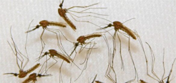 la-oms-aprueba-la-primera-vacuna-contra-la-malaria