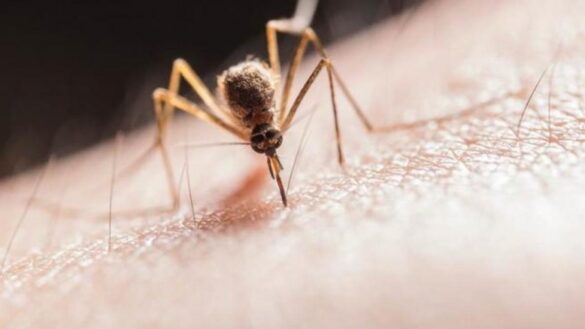 la-oms-aprueba-la-primera-vacuna-contra-la-malaria