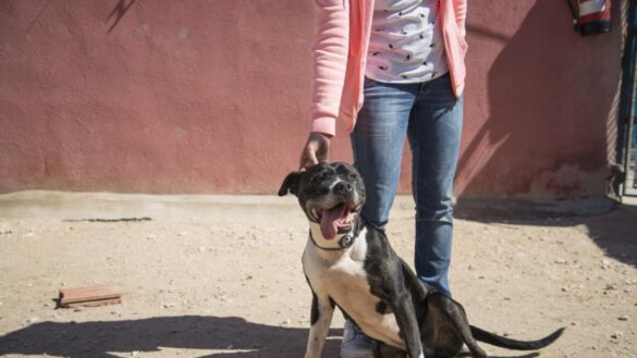 hiperapego-en-perros:-como-reconocerlo-y-ponerle-freno