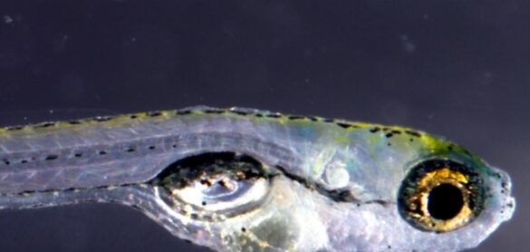 peces-cebra-para-tratar-enfermedades-cardiacas-en-humanos