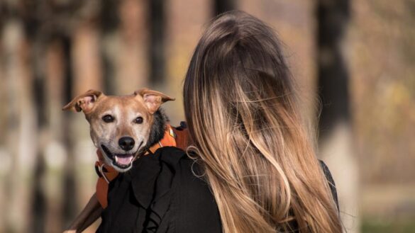 ¿perros-con-arnes-o-con-collar?-descubre-los-beneficios-y-contraindicaciones-de-cada-uno-de-ellos