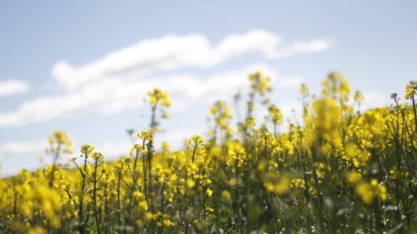 propiedades-de-la-‘brassica-napus’-o-colza