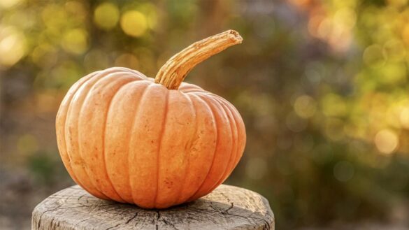 las-propiedades-de-la-calabaza,-la-estrella-de-halloween:-fuente-de-vitaminas-y-antioxidantes