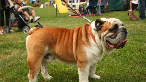 problemas-de-salud-especificos-de-las-razas-de-perros-y-gatos-de-cara-chata-o-braquicefalos