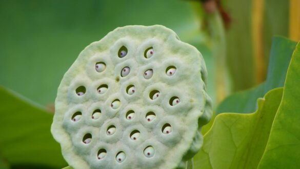 tripofobia,-la-repulsion-a-las-figuras-geometricas-muy-juntas-que-tiene-un-posible-origen-evolutivo