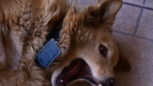 reactividad-en-perros:-en-que-consiste,-que-la-origina-y-como-contrarrestarla