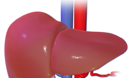 ¿que-es-la-esteatosis-hepatica?-estos-son-sus-sintomas,-sus-causas-y-su-tratamiento