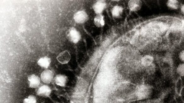 asi-son-los-fagos,-virus-que-pueden-ayudarnos-a-combatir-las-superbacterias-que-causan-4.000-muertes-al-ano-en-espana