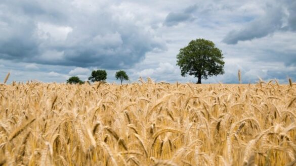por-que-el-uso-de-fertilizantes-con-nitrogeno-propicia-el-aumento-de-la-celiaquia