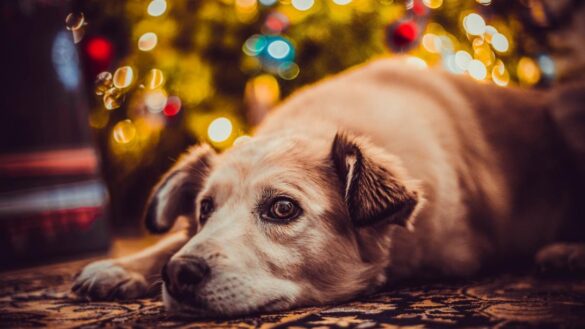 luces-y-adornos-del-arbol,-flores-de-pascua,-espumillon…-¿es-peligrosa-la-navidad-para-nuestras-mascotas?