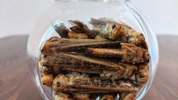 insectos-comestibles-que-pueden-ser-alternativas-a-la-carne-por-sus-proteinas:-grillos,-langostas,-larvas…