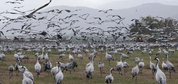 gripe-aviar-h5n1:-una-amenaza-latente-que-debemos-vigilar