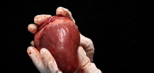 espana-marca-un-nuevo-hito-con-la-donacion-de-organos-de-pacientes-covid