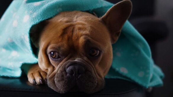 como-ensenar-a-un-cachorro-a-habituarse-a-ruidos-fuertes-como-los-de-los-petardos