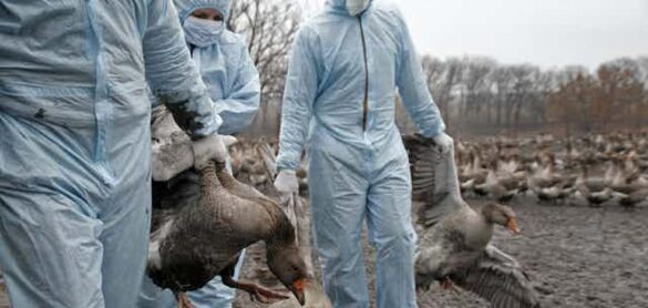 ¿vuelve-la-gripe-aviar?-el-preocupante-potencial-pandemico-del-virus-h9n9