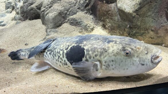el-pescado-prohibido-en-espana-que-es-un-manjar-en-japon