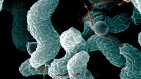 las-bacterias-intestinales,-claves-para-la-deteccion-precoz-y-el-tratamiento-del-cancer-de-colon