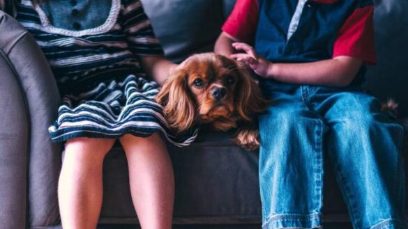 la-leishmaniosis,-una-enfermedad-potencialmente-mortal-que-afecta-por-tanto-a-humanos-como-a-perros