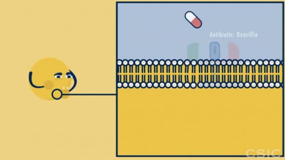 acorralar-a-una-bacteria-letal:-asi-se-propaga-el-estafilococo-dorado