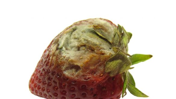 que-te-puede-pasar-si-comes-fresas-con-moho