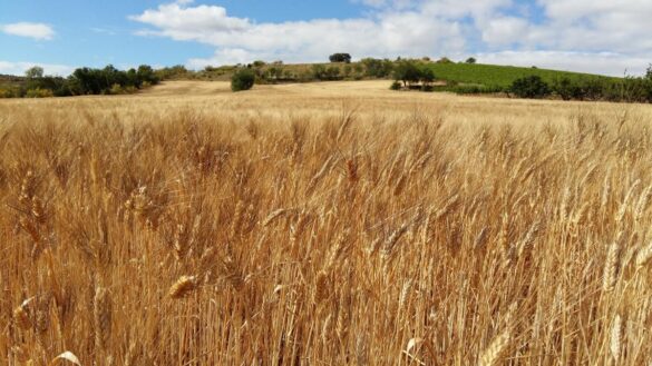 los-alimentos-que-debes-evitar-si-padeces-colon-irritable