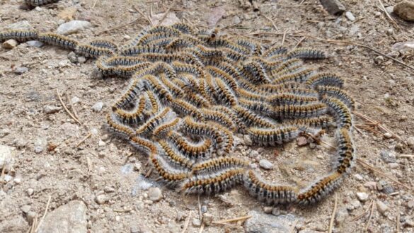 si-vas-al-campo-en-semana-santa-ten-cuidado-con-este-insecto-mortal-para-perros-y-peligrosa-para-ninos