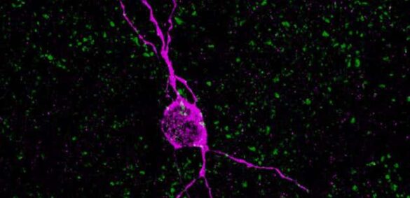 su-viejo-cerebro-tiene-neuronas-jovenes,-pero-¿para-que-sirven?