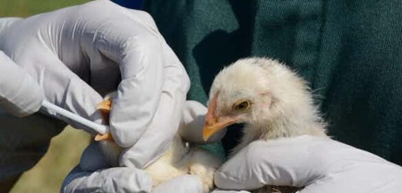 ¿que-peligro-supone-la-gripe-aviar-h3n8-detectada-en-china?