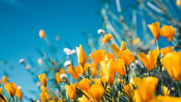 las-causas-de-la-astenia-primaveral:-todo-lo-que-puede-hacer-que-nos-sintamos-mas-cansados-en-primavera