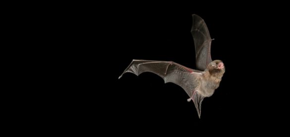 si-los-murcielagos-transmiten-tantos-virus,-¿por-que-no-acabamos-con-ellos?