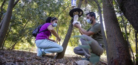 ¿por-que-hay-mas-mosquitos-en-badajoz-que-en-caceres?