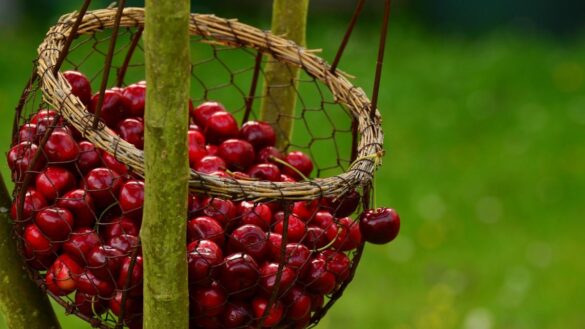 los-beneficios-de-las-cerezas:-¿cuantas-se-pueden-comer-al-dia?-¿que-vitaminas-tienen?