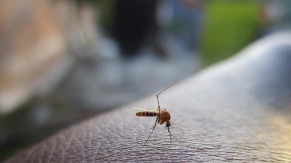 el-virus-usutu,-una-enfermedad-emergente-emparentada-con-el-virus-del-nilo-occidental-y-propagada-por-mosquitos