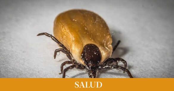 por-que-estan-creciendo-los-casos-de-lyme-en-espana,-una-enfermedad-transmitida-por-las-garrapatas