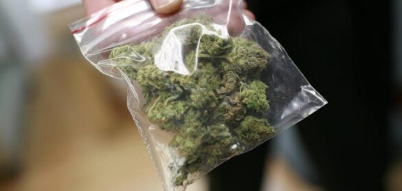 las-farmacias-dispensaran-cannabis-para-uso-terapeutico-dentro-de-seis-meses