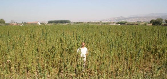 el-congreso-da-el-‘si’-definitivo-al-cannabis-medicinal