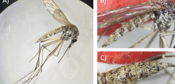 el-cambio-climatico-empuja-al-mosquito-de-la-nieve-a-la-mancha