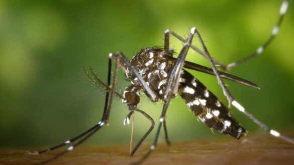 este-es-el-olor-que-provoca-que-los-mosquitos-piquen-mas-a-determinadas-personas