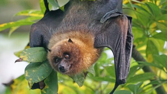por-que-los-humanos-hemos-multiplicado-el-riesgo-de-zoonosis,-enfermedades-pandemicas-que-saltan-de-animales-a-personas