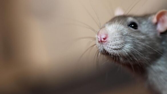 los-hantavirus,-zoonosis-que-producen-dos-peligrosas-enfermedades