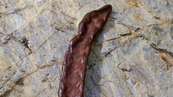algarroba,-la-legumbre-casi-sin-grasa-que-sustituye-al-cacao-para-hacer-postres