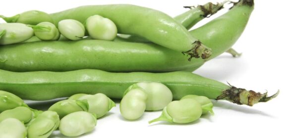 las-habas,-un-superalimento-que-deberias-incorporar-a-tu-dieta