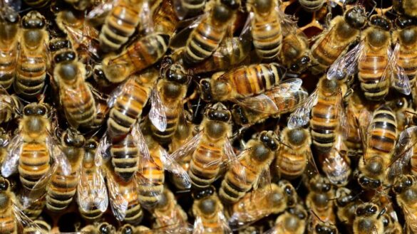 ¿cuantas-picaduras-de-abeja-podria-soportar-mi-cuerpo?
